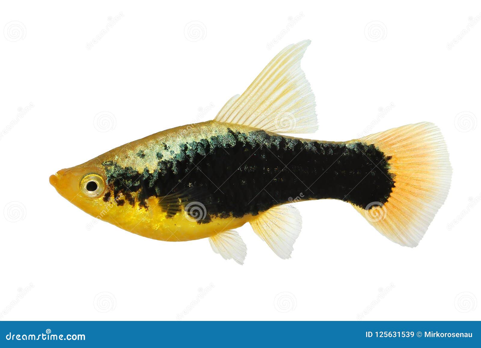 hi fin tuxedo platy platy male xiphophorus maculatus tropical aquarium fish