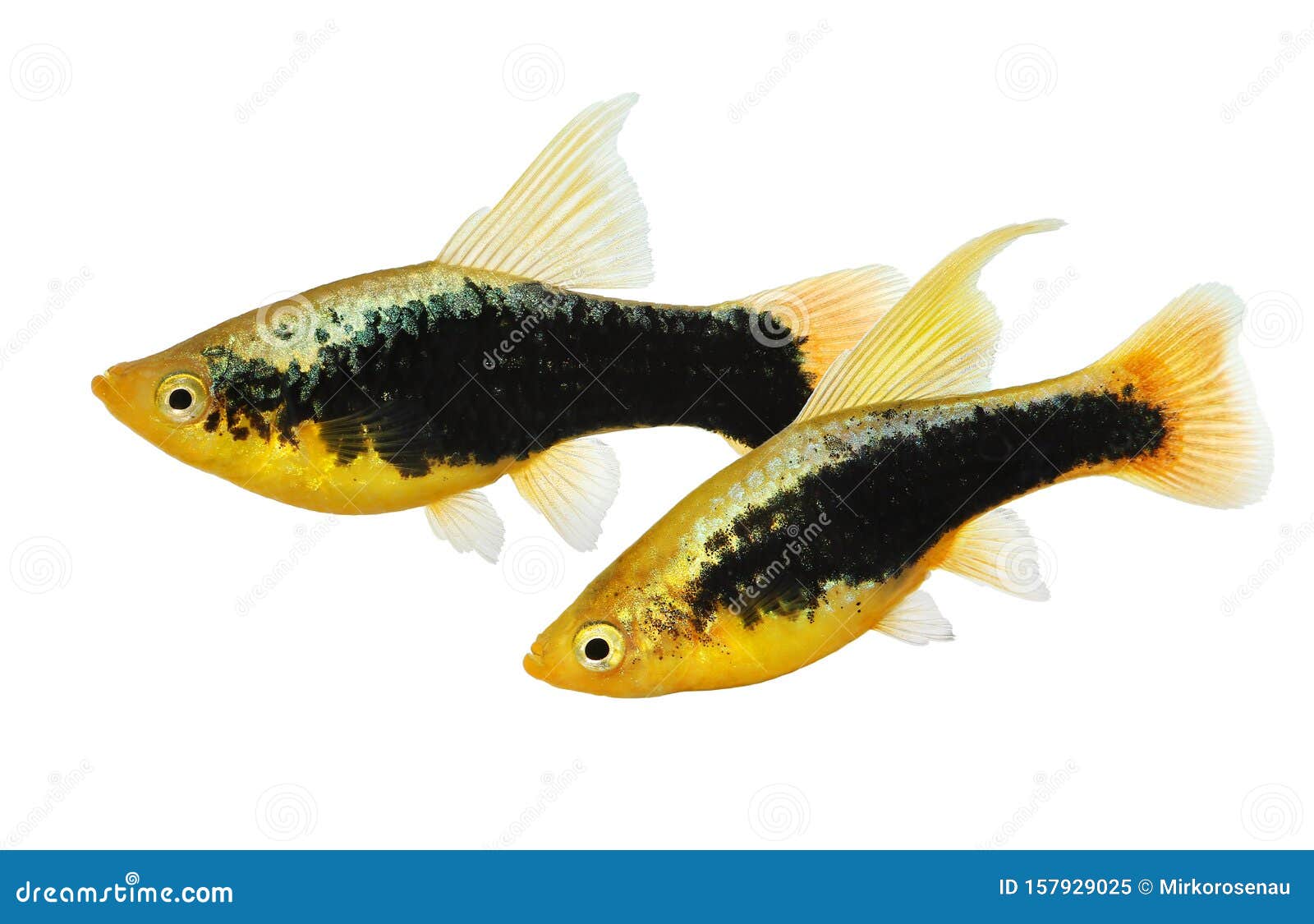 hi fin tuxedo platy platy male xiphophorus maculatus tropical aquarium fish