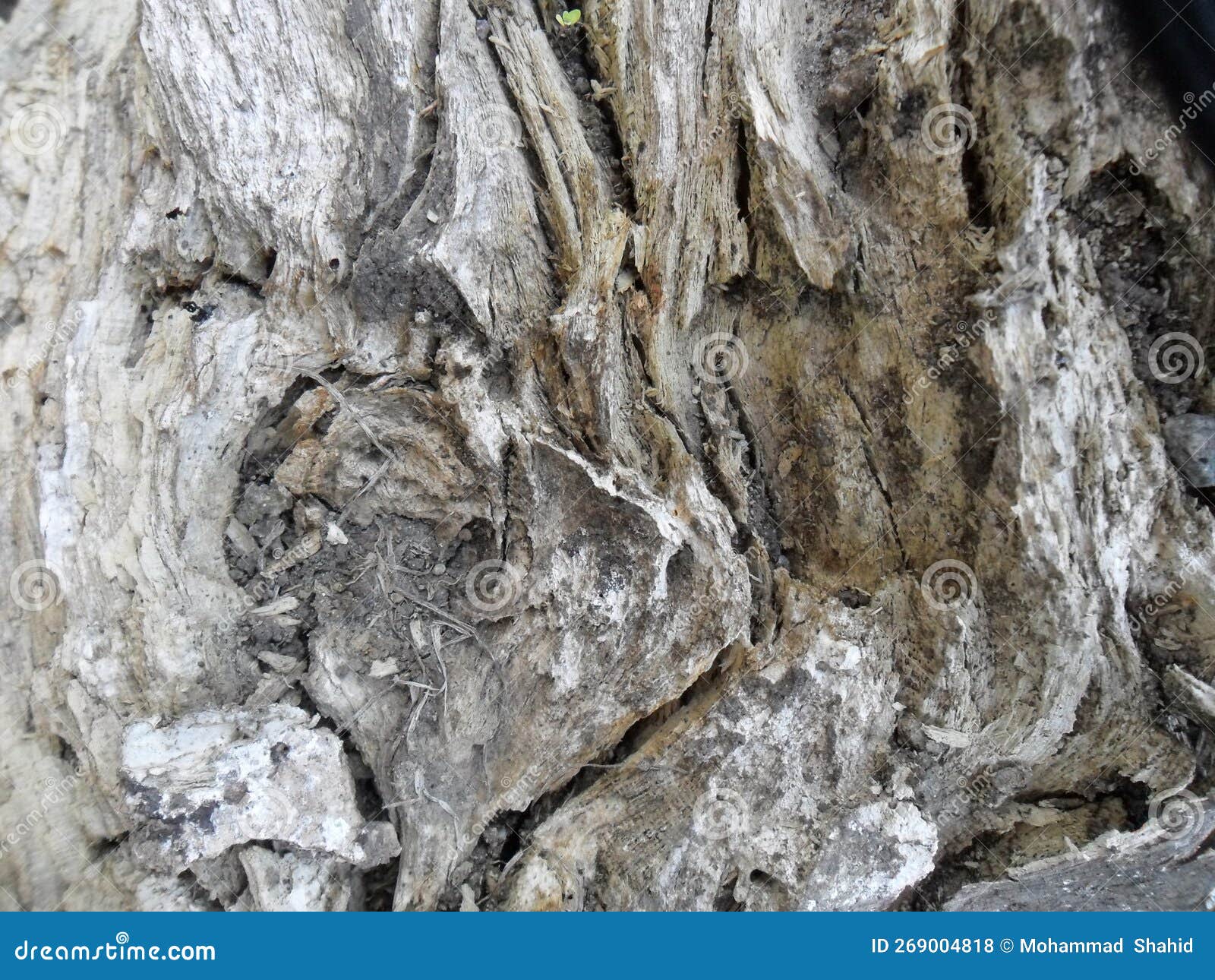 hi resolution tree texture background
