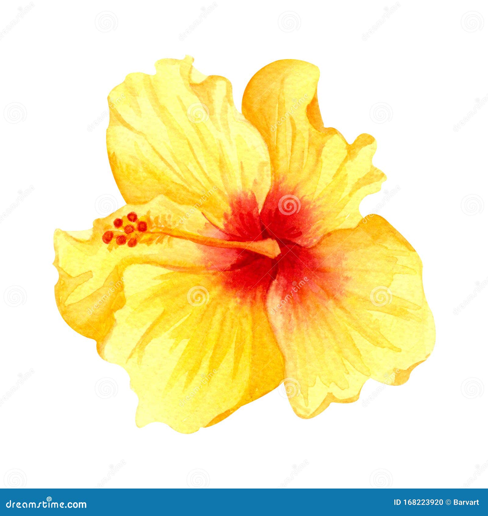 Hibisco Amarelo-aquarela, Flor Tropical Isolador De Flores Ensolarado,  Desenhado à Mão, Sobre Fundo Branco Ilustração Stock - Ilustração de  branco, flor: 168223920