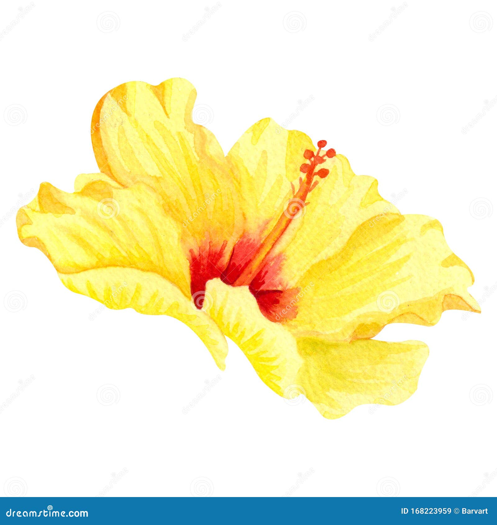 Hibisco Amarelo-aquarela, Flor Tropical Isolador De Flores Ensolarado,  Desenhado à Mão, Sobre Fundo Branco Ilustração Stock - Ilustração de  havaiano, naughty: 168223959