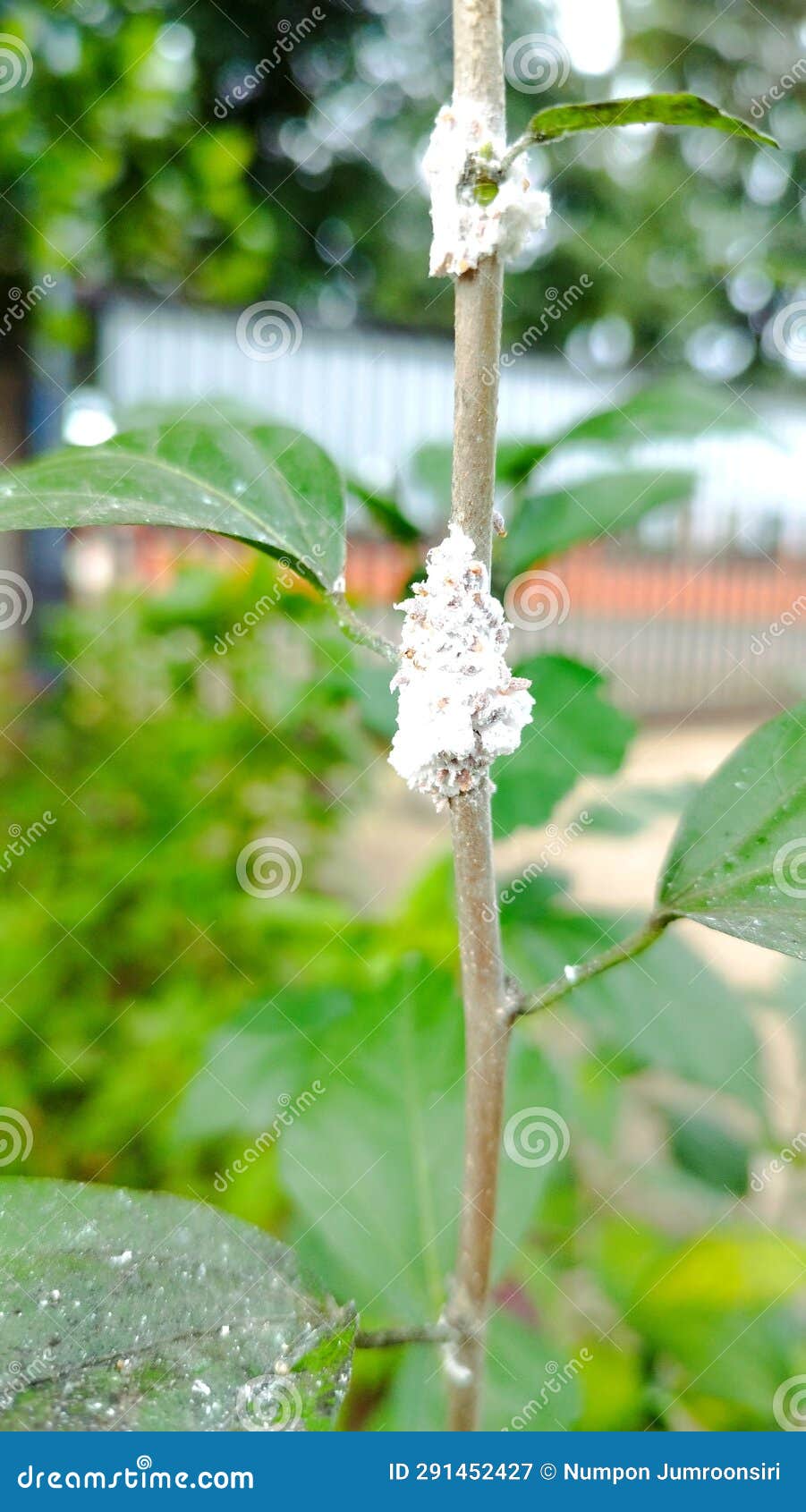 Hibiscus Attacked by Aphids and Ants Squeeze Out Pests Stock Image