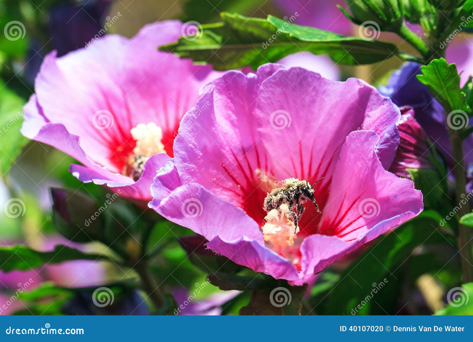 Hibiscus Bee stock photo. Image of vitamin, syriacus 40107020