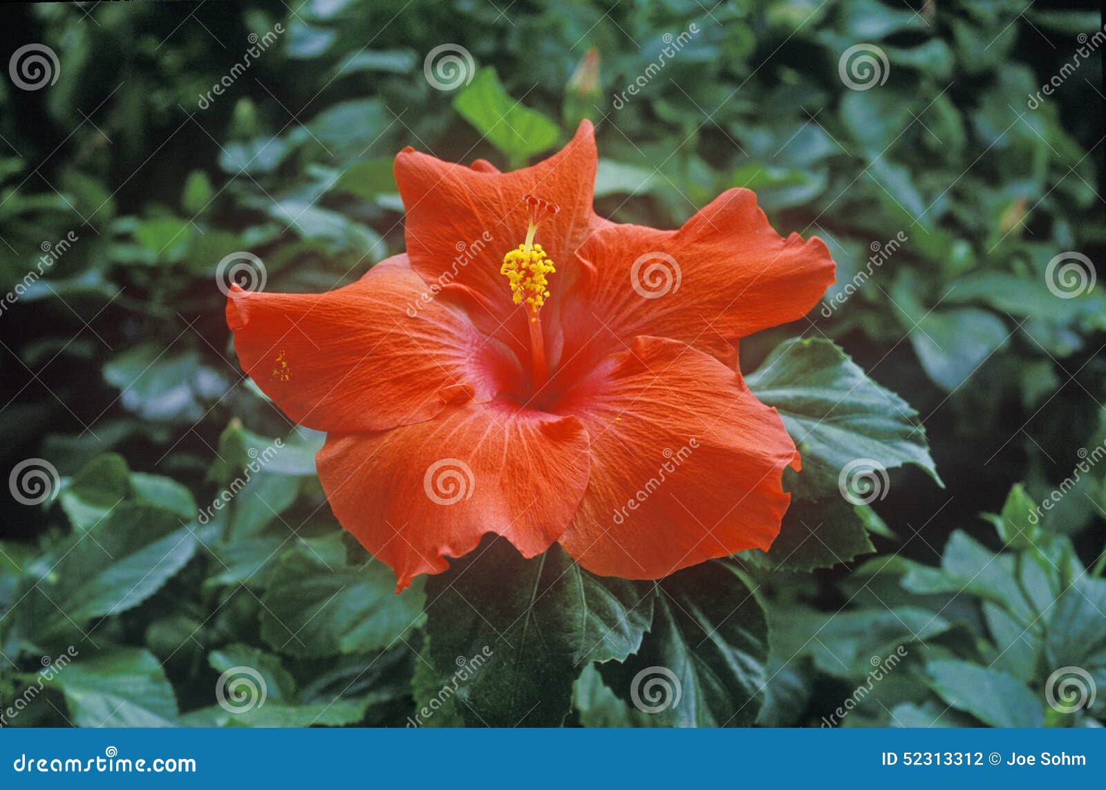 Hibiscus in Bloom, Miami, FL Stock Photo Image of plants, miami 52313312