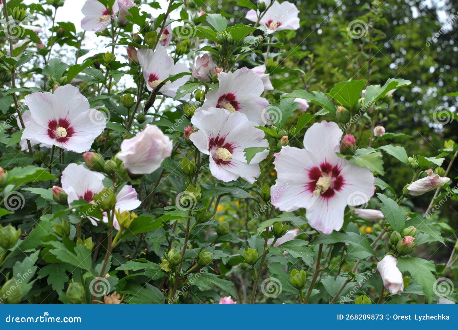 Hibiscus Bush Blooms in Nature Stock Image Image of garden