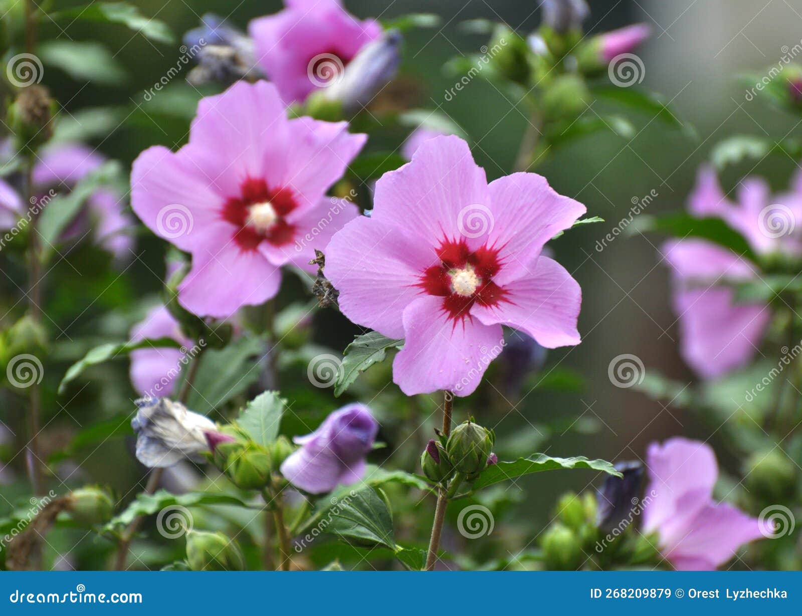 Hibiscus Bush Blooms in Nature Stock Image Image of pink, curative