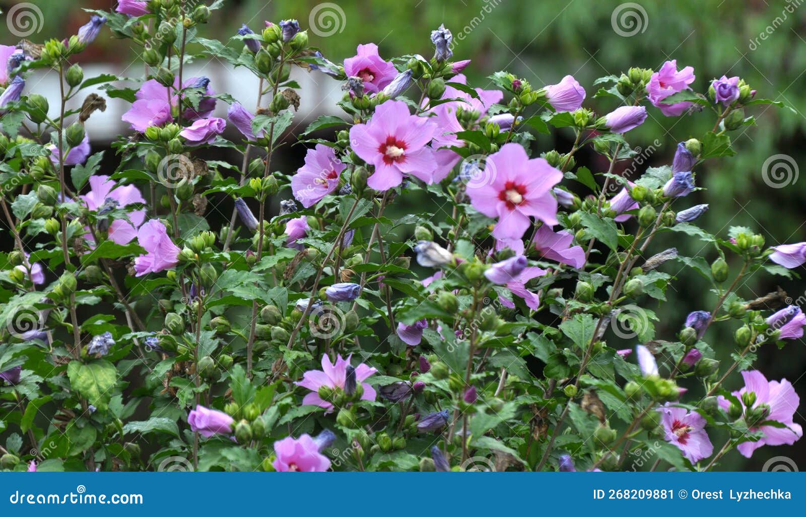 Hibiscus Bush Blooms in Nature Stock Image Image of macro, cosmos