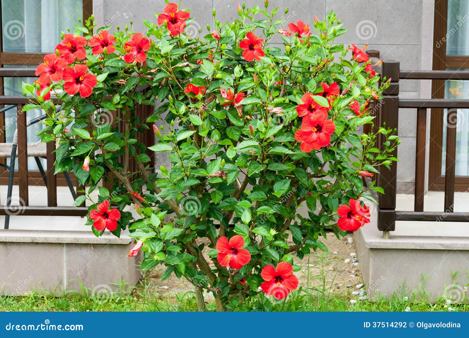 Hibiscus Bush in Front of House Stock Photo Image of hibiscus, flower
