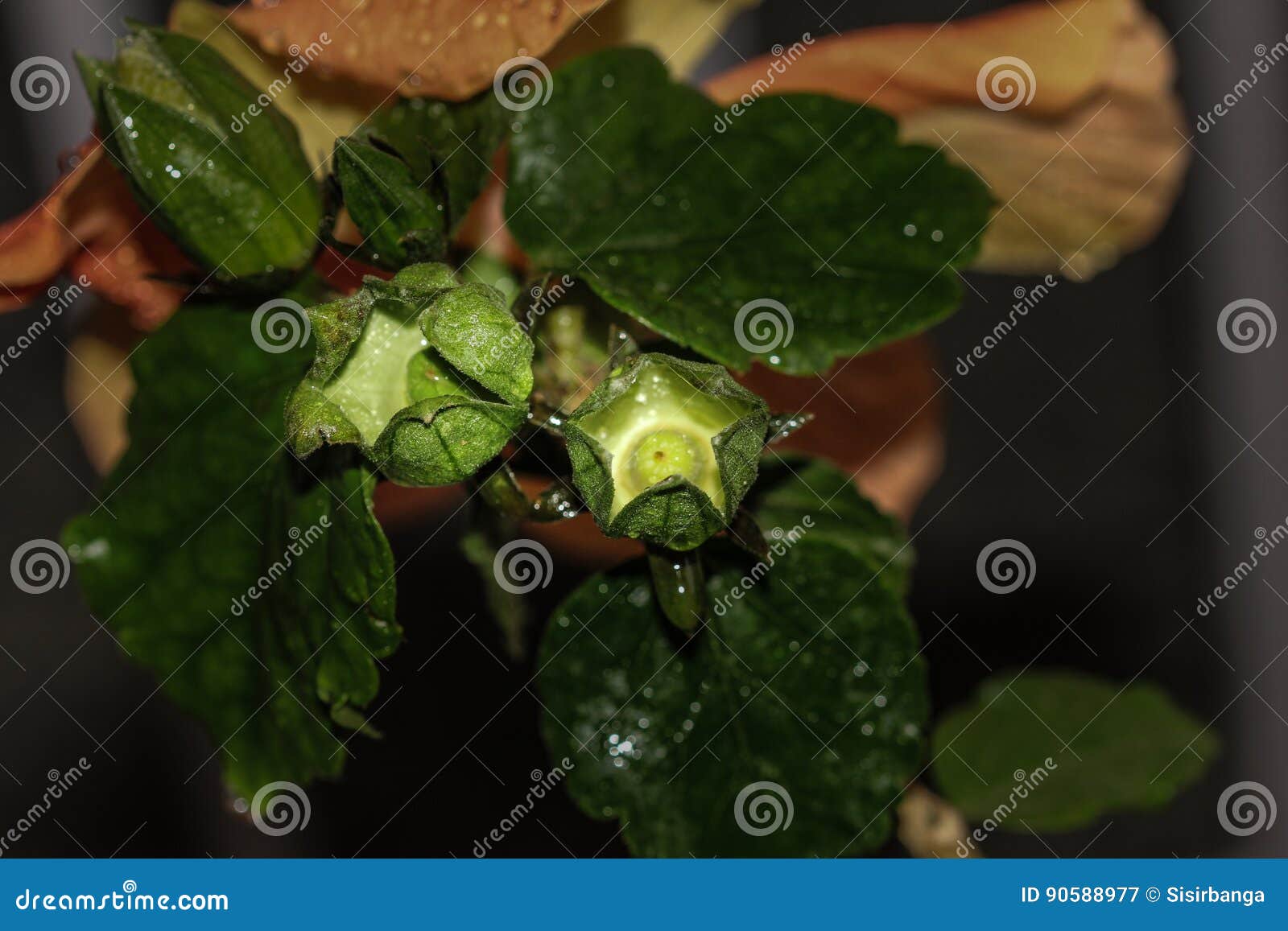 hibiscus calyces with ovary