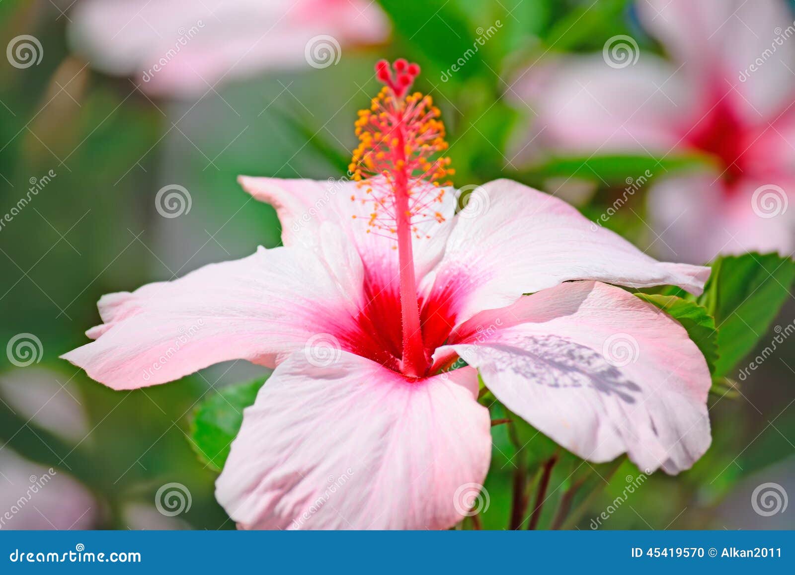 Hibiscus close up stock photo. Image of bloom, herbal 45419570