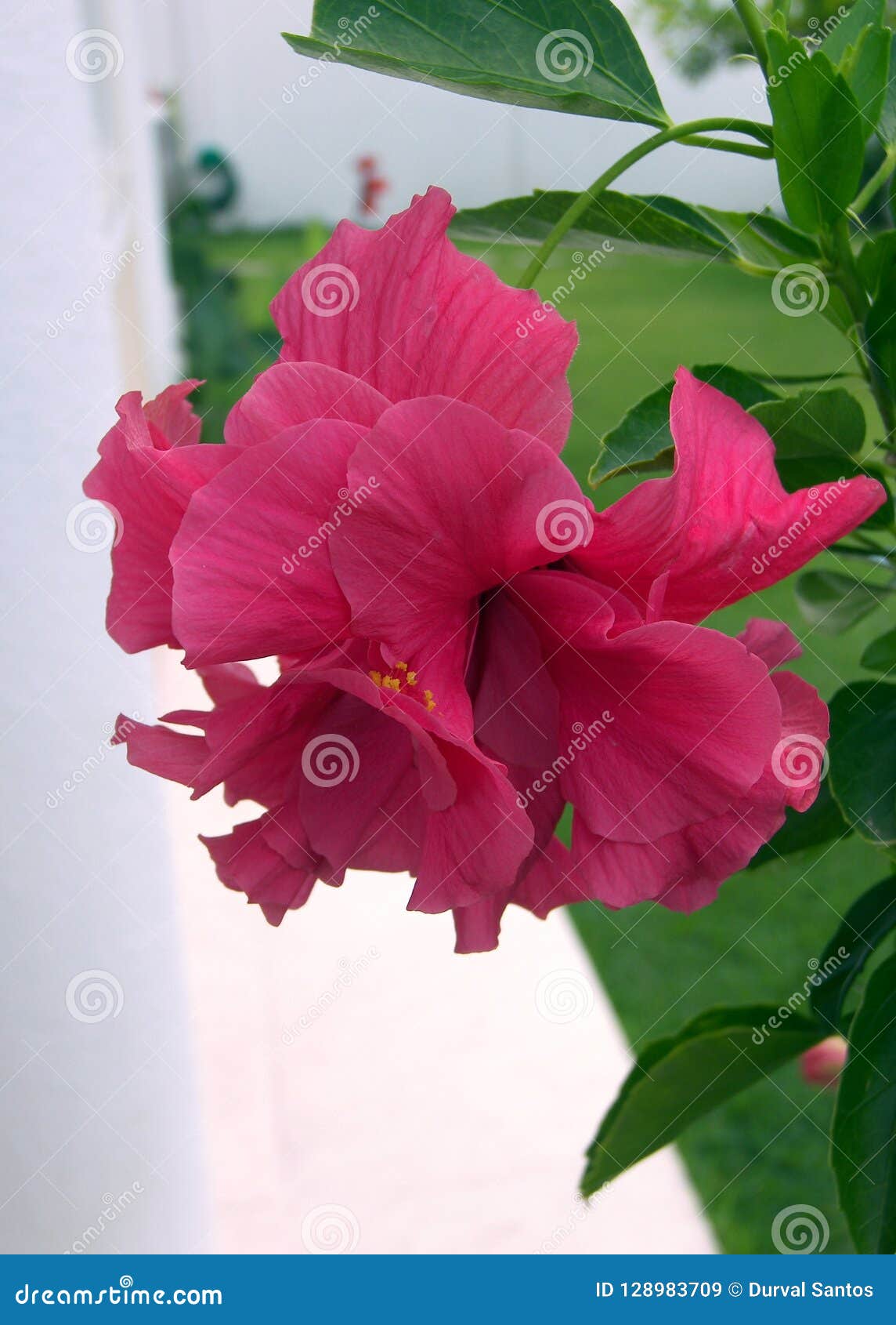 Hibiscus Dobrado, Cor Cor-de-rosa Escura Da Flor Imagem de Stock - Imagem  de folhas, escuro: 128983709