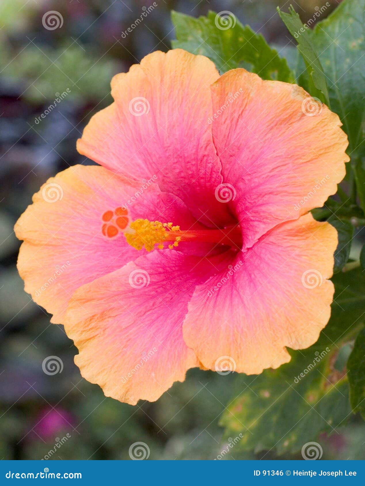 Hibiscus Flower stock photo. Image of orange, macro ...