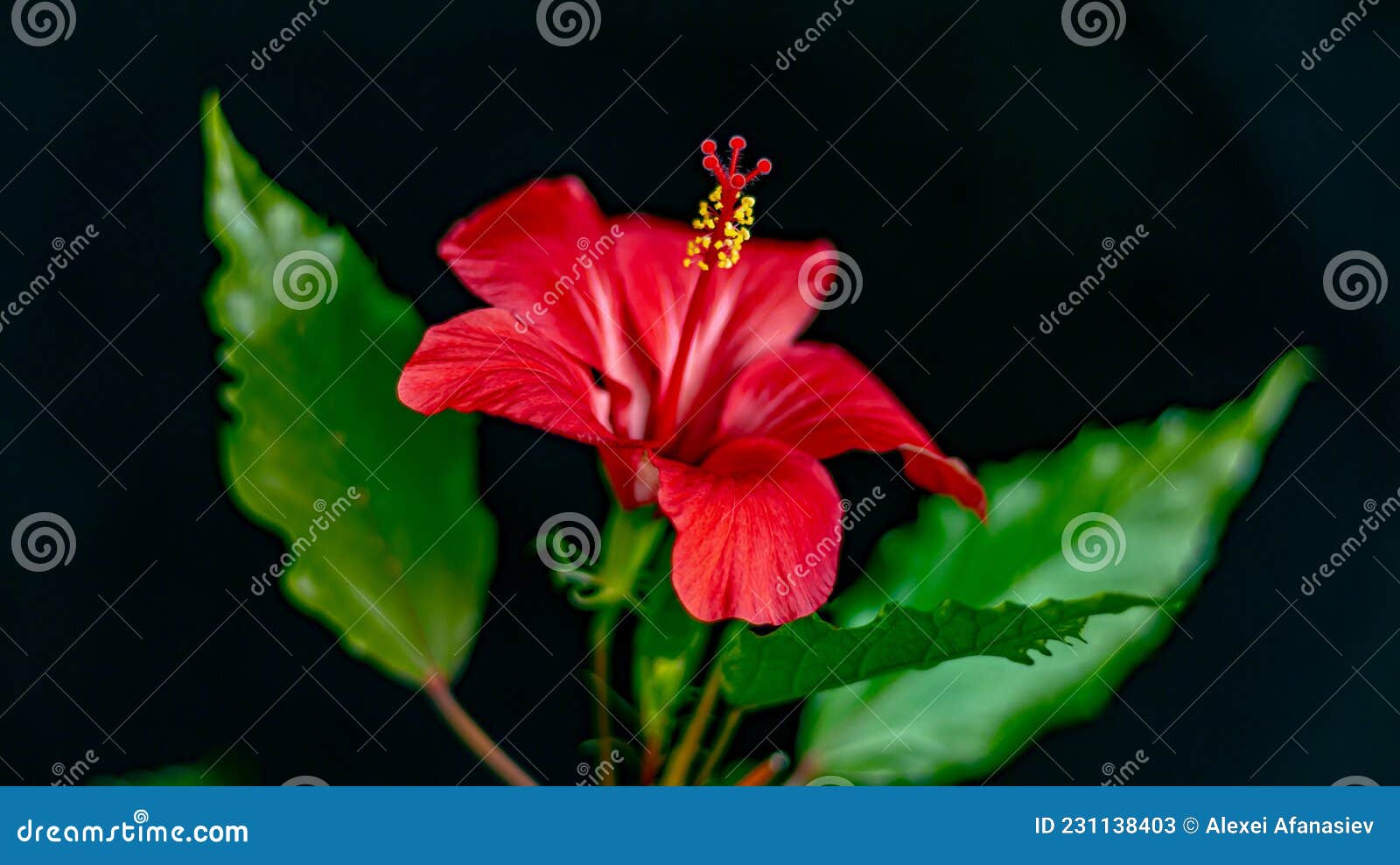 Hibiscus Flower on a Black Background Stock Image Image of plant