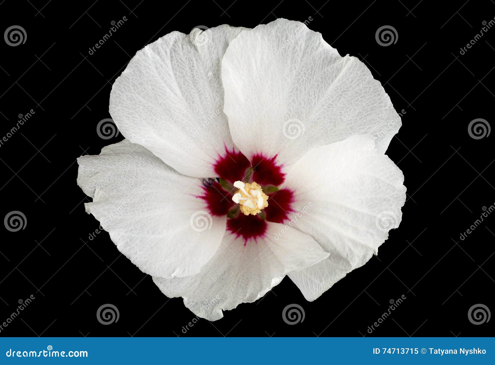 Hibiscus flower on black stock image. Image of bloom 74713715