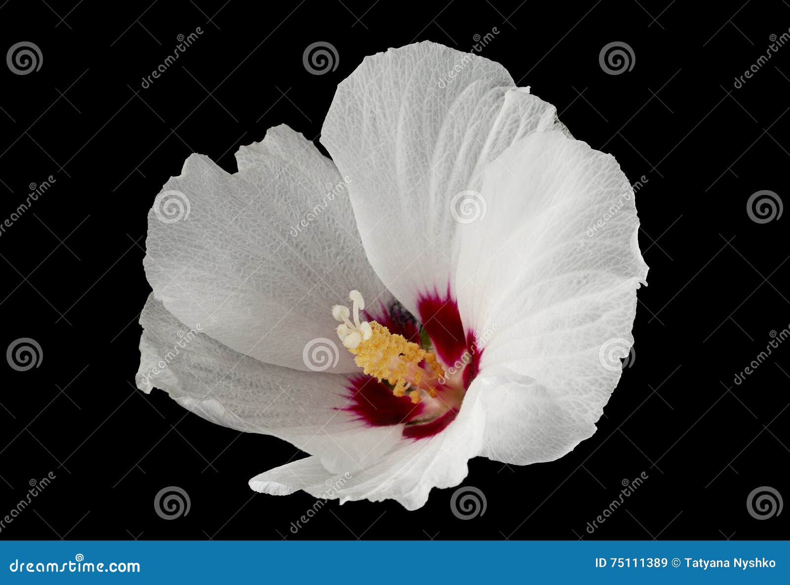 Hibiscus flower on black stock image. Image of white 75111389