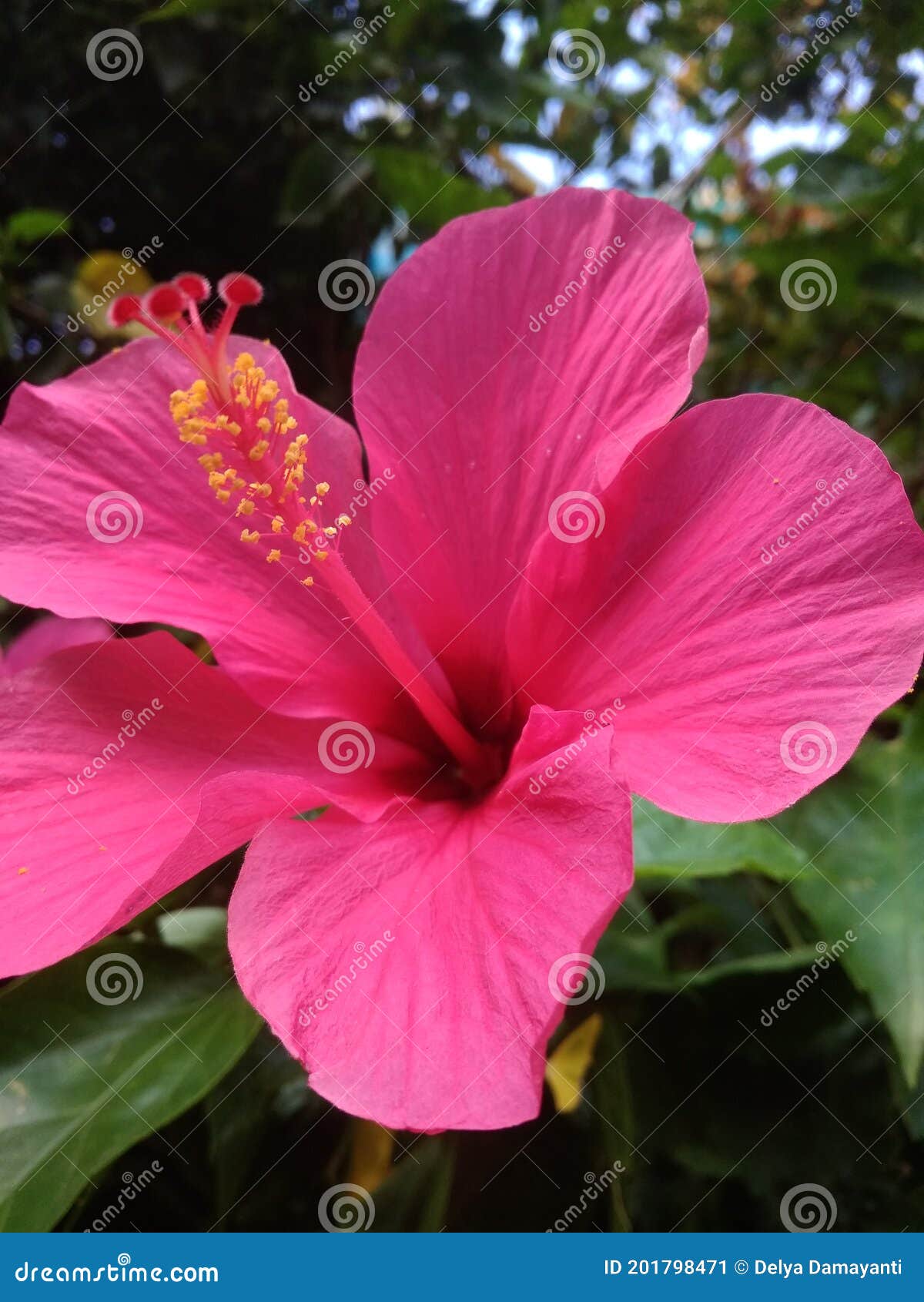 Hibiscus flower in bloom stock image. Image of petal 201798471