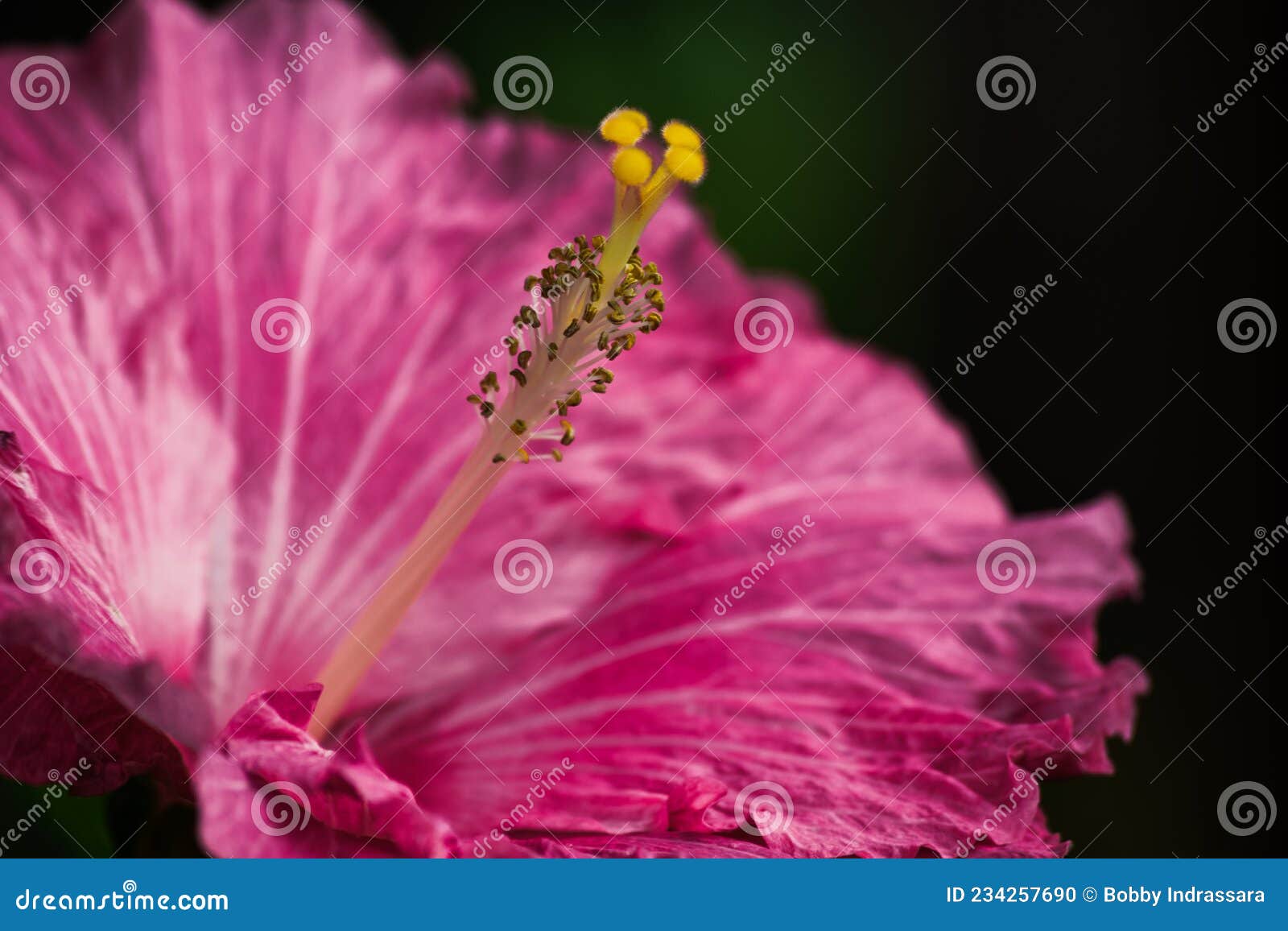 Hibiscus Flower Blooming after Rain Stock Photo Image of hibiscus