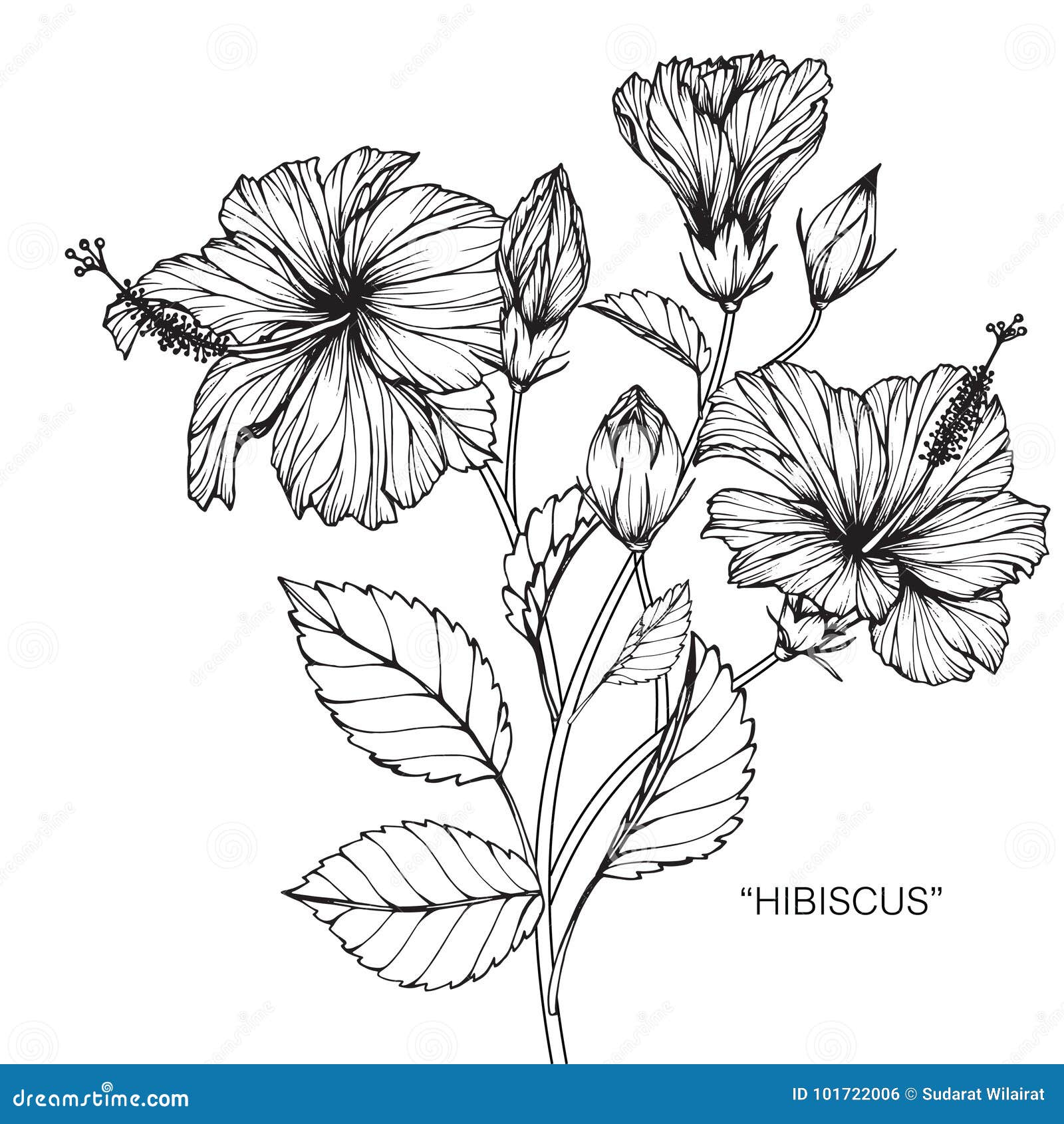 Hibiscus Flower Drawing High-Res Vector Graphic - Getty Images-saigonsouth.com.vn