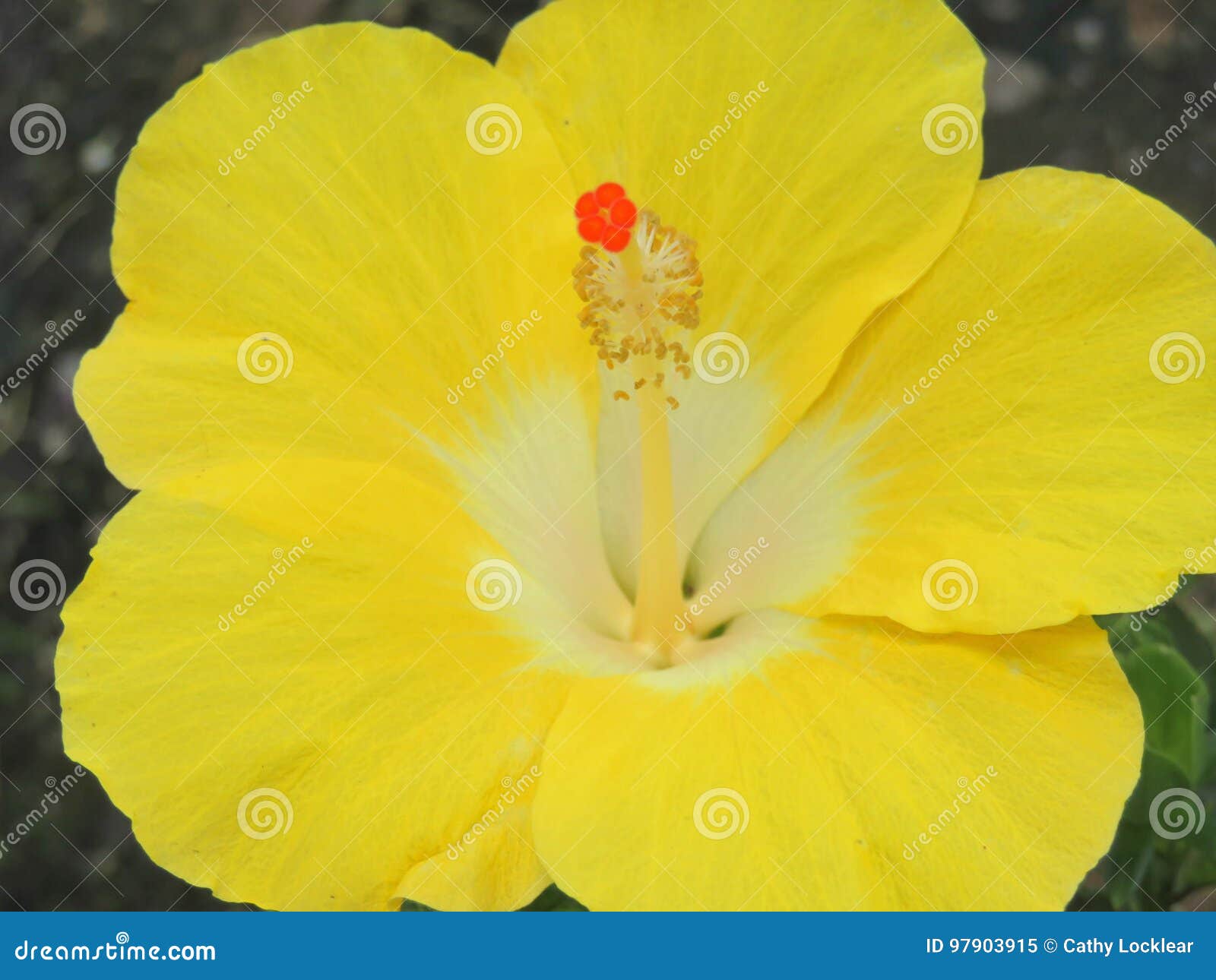 Hibiscus Flower in Full Bloom Stock Image Image of flowers, bloom
