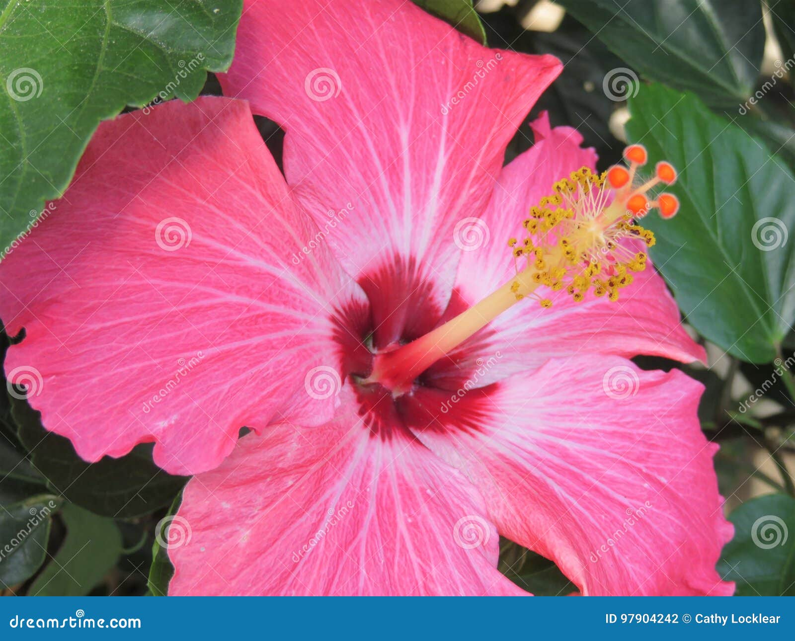 Hibiscus Flower in Full Bloom Stock Photo Image of flower, flowers