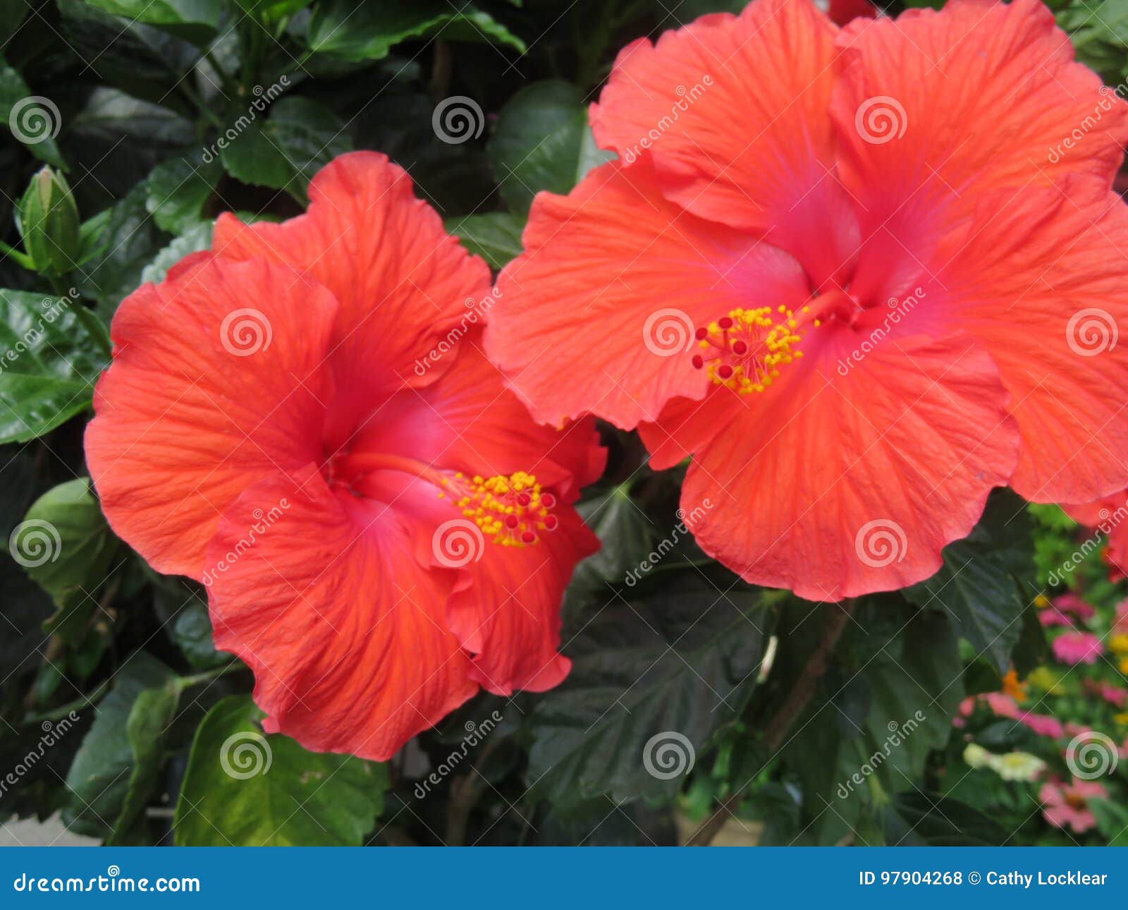 Hibiscus Flower in Full Bloom Stock Photo Image of bloom, blooming