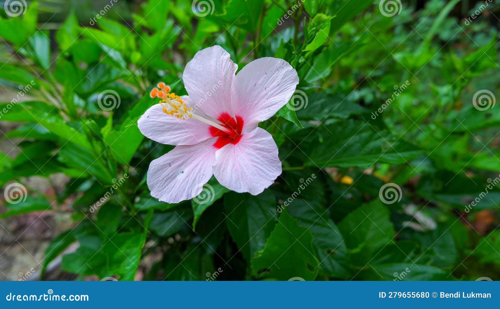 hibiscus flower (hibiscus rosa-sinensis) with white color