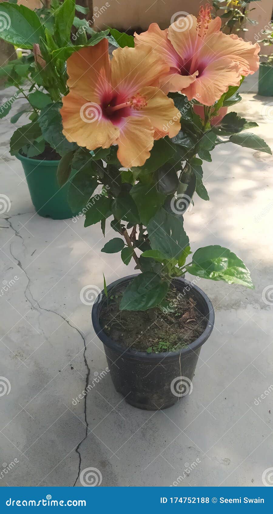 Hibiscus Flower Plant in the Pot Stock Photo - Image of green, herb:  174752188