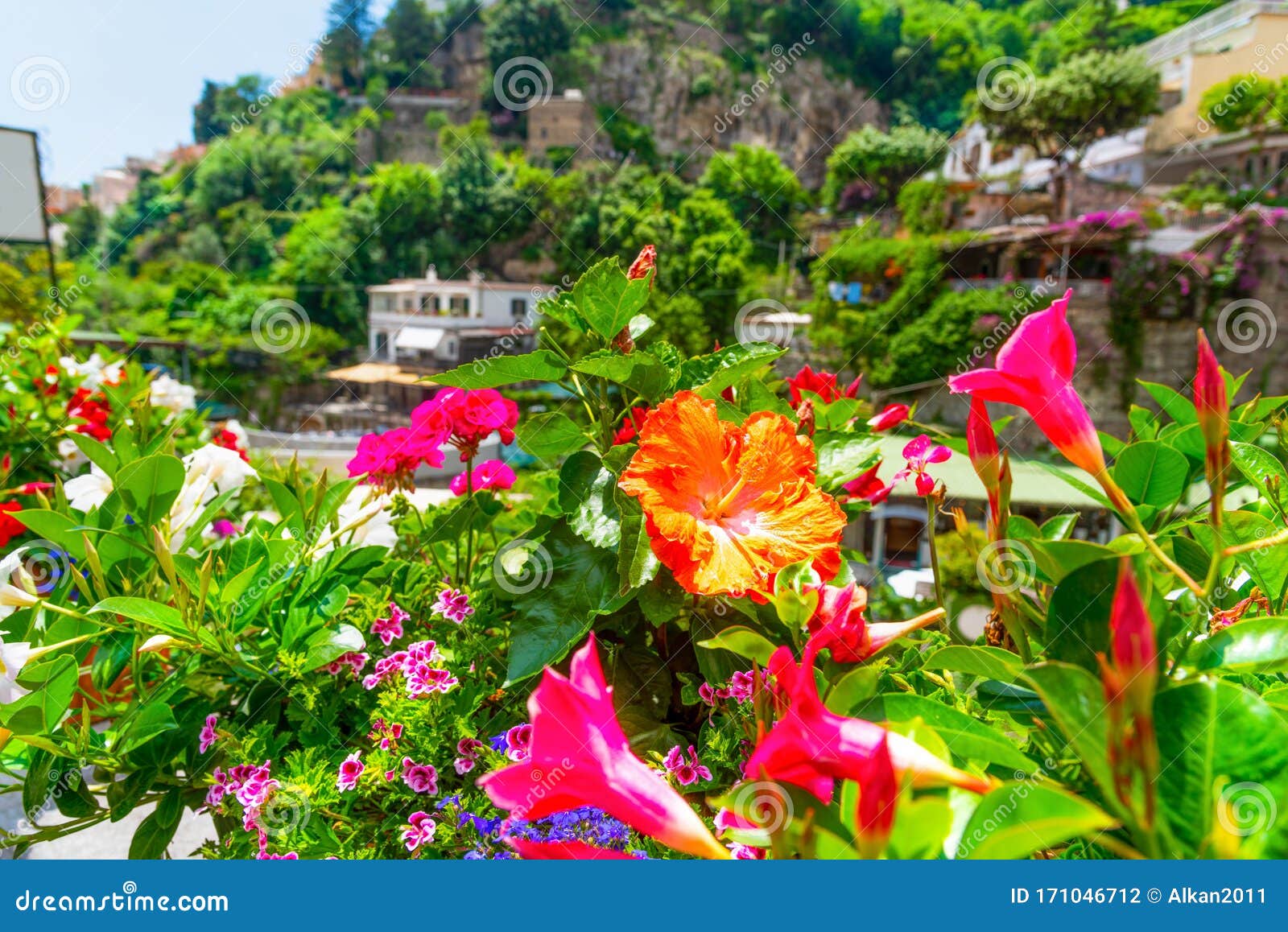 Hibiscus Flower in Positano on a Spring Day Stock Photo - Image of ...