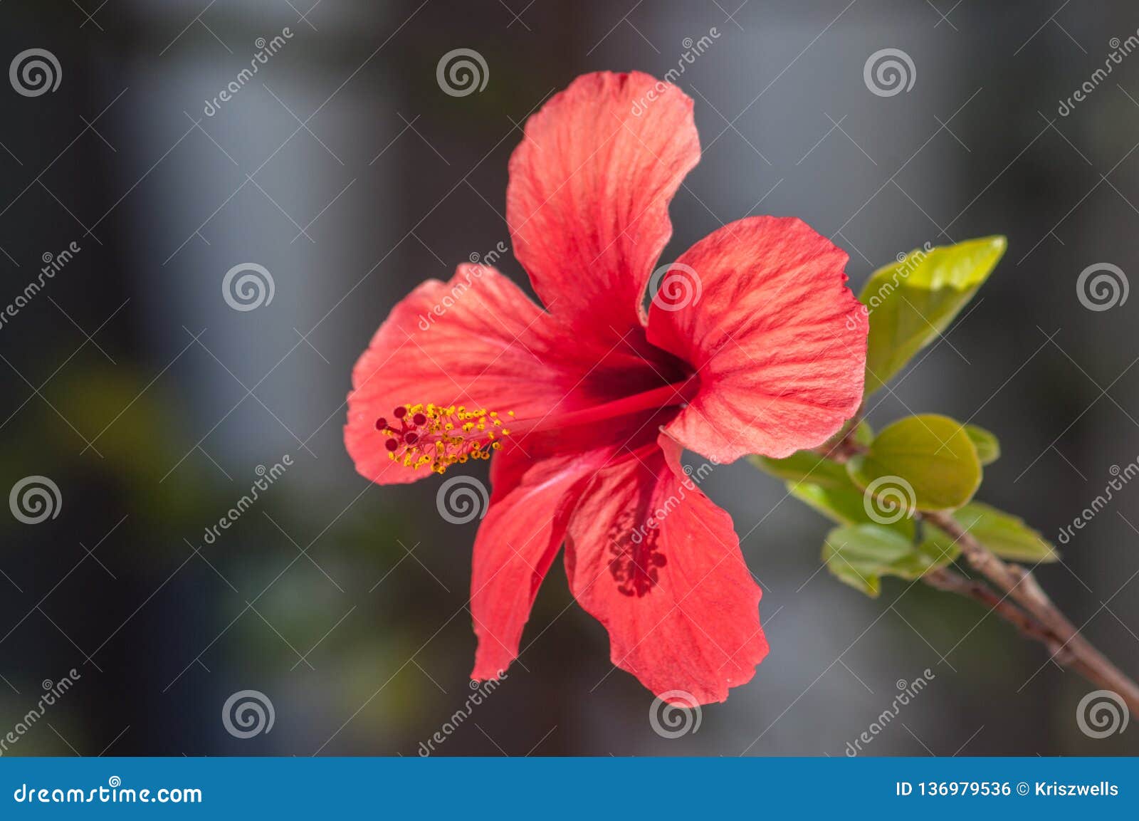 Hibiscus Flower With Red Petal Stock Photo Image Of Green Floral