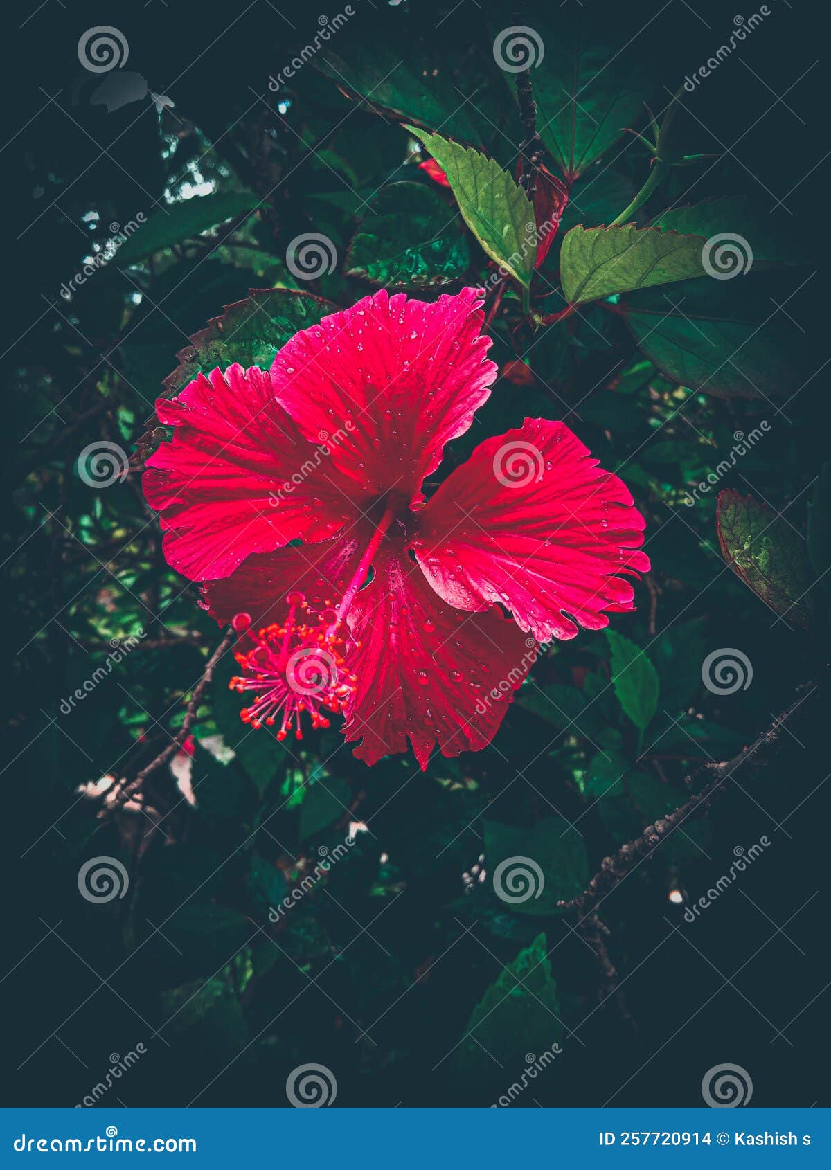 hibiscus flower scientific name hibiscus-rosa-sinesis