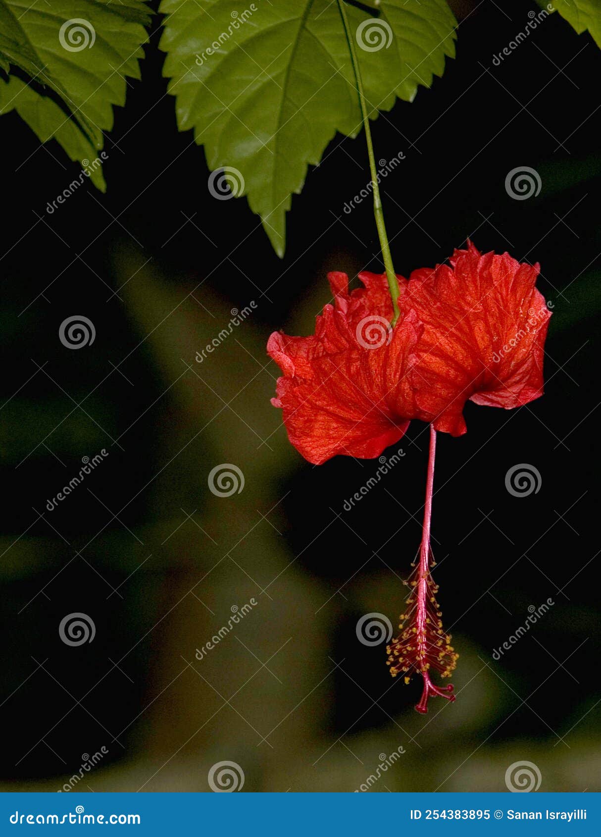 Tropical Rainforest Flower, a Hibiscus Hanging Upside Down Stock Image