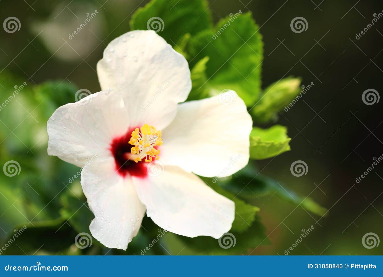 Hibiscus flower stock photo. Image of garden, botanicals - 31050840 Hibiscus flower stock photo. Image of garden, botanicals - 31050840
