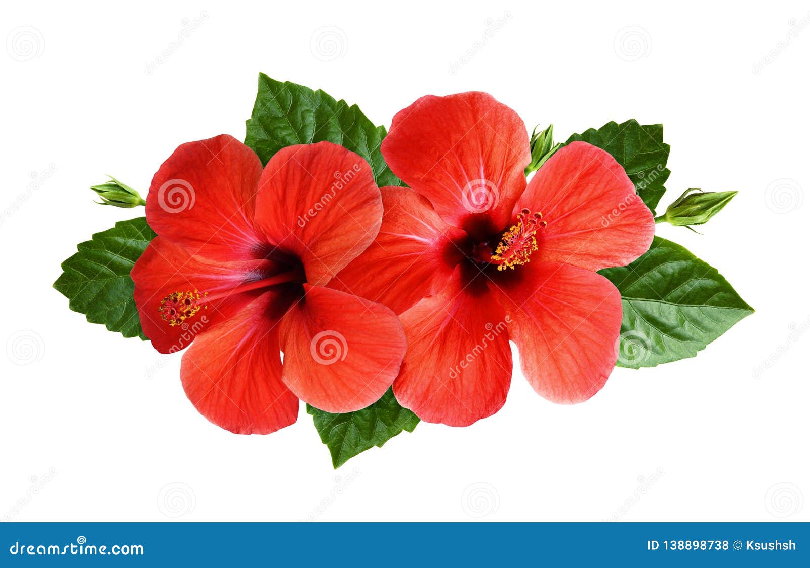 Details 150+ hibiscus flower decorations - seven.edu.vn