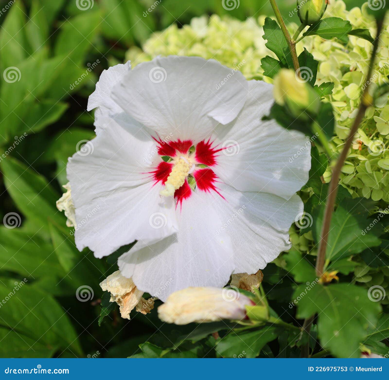 hibiscus is a genus of flowering plants in the mallow family, malvaceae.