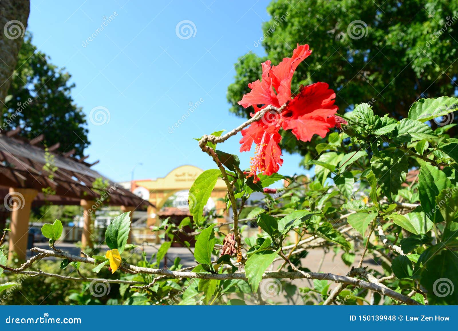 bunga raya flower in park