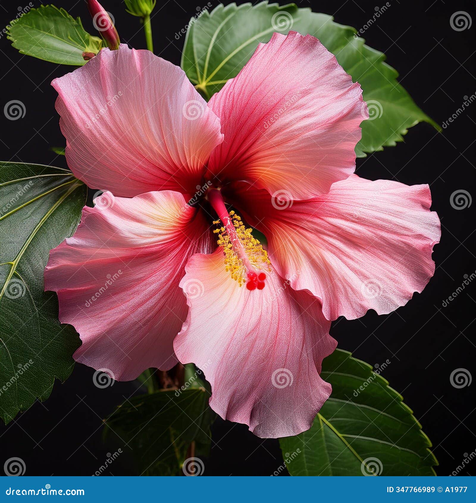hibiscus mallow pink flower scient. class. malvaceae, ai generated