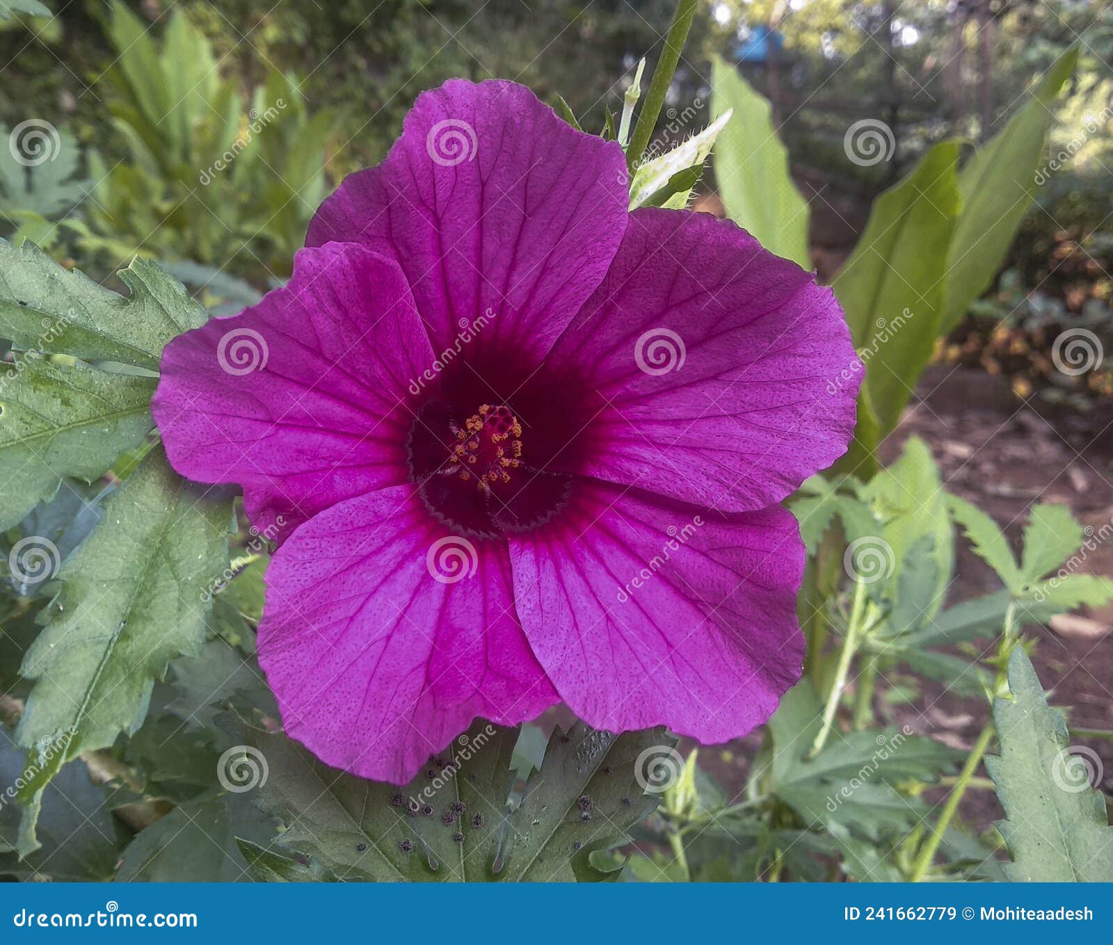 Hibiscus Moscheutos Swamp Rose Mallow Stock Image Image of flower, marsh 241662779