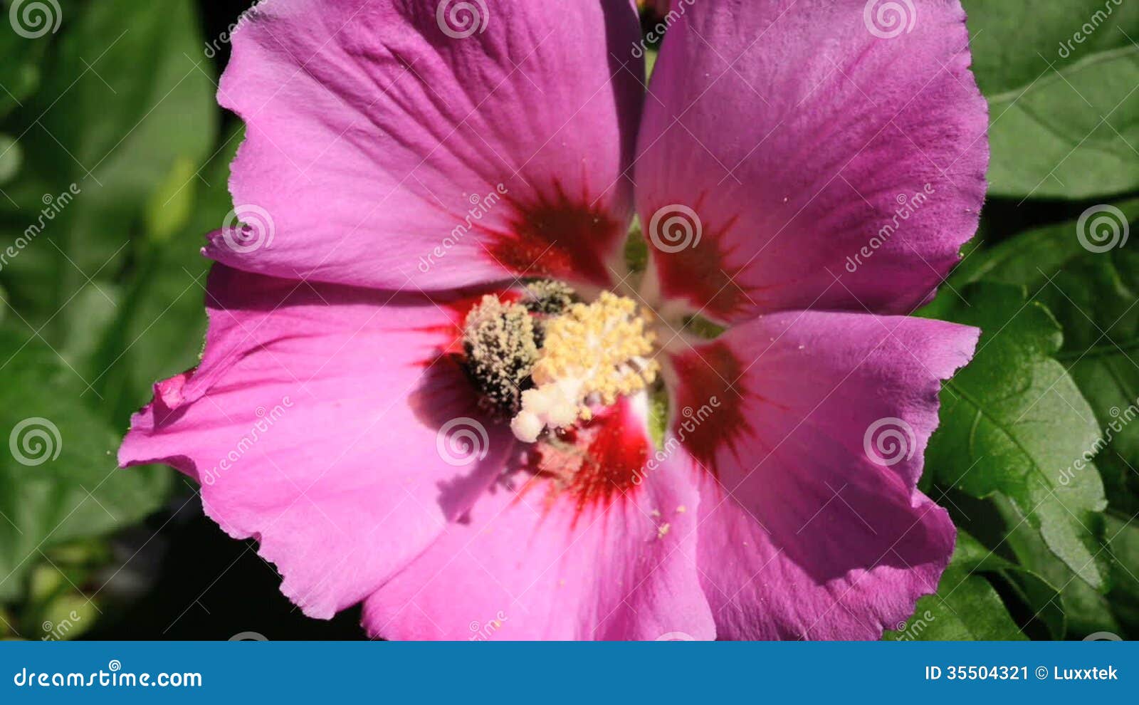 Hibiscus plant with bee stock video footage. Video of nature 35504321