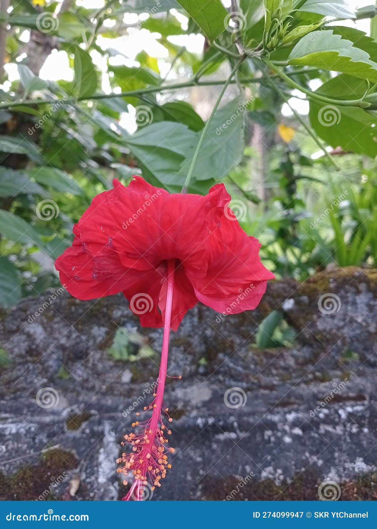 Hibiscus Red Colour is a Beautiful Flower Stock Image Image of