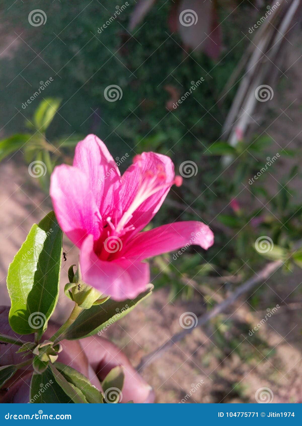 Hibiscus Rosa Sinensis Stock Image Image Of Sinensis 104775771