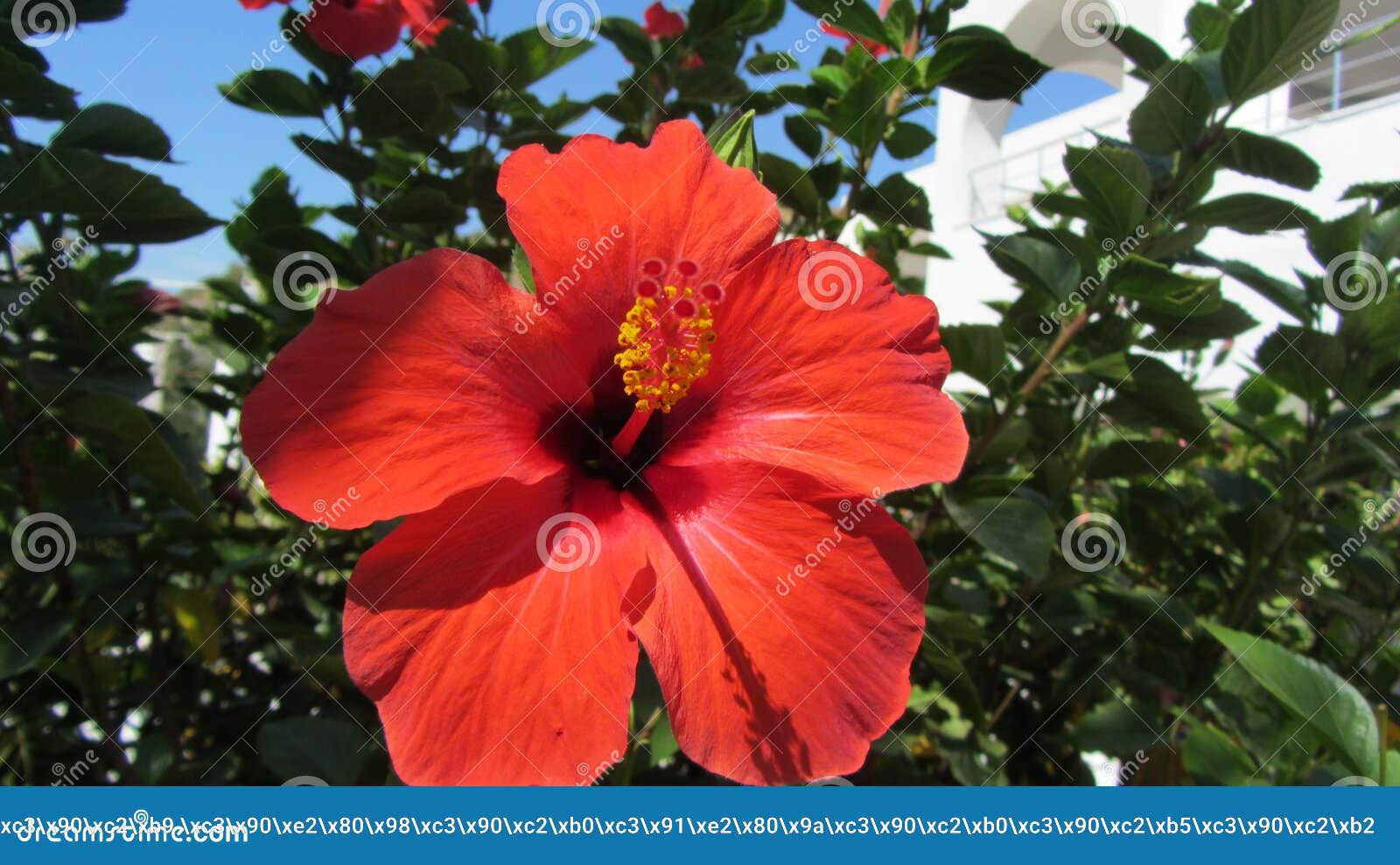 hibiscus rosa-sinensis