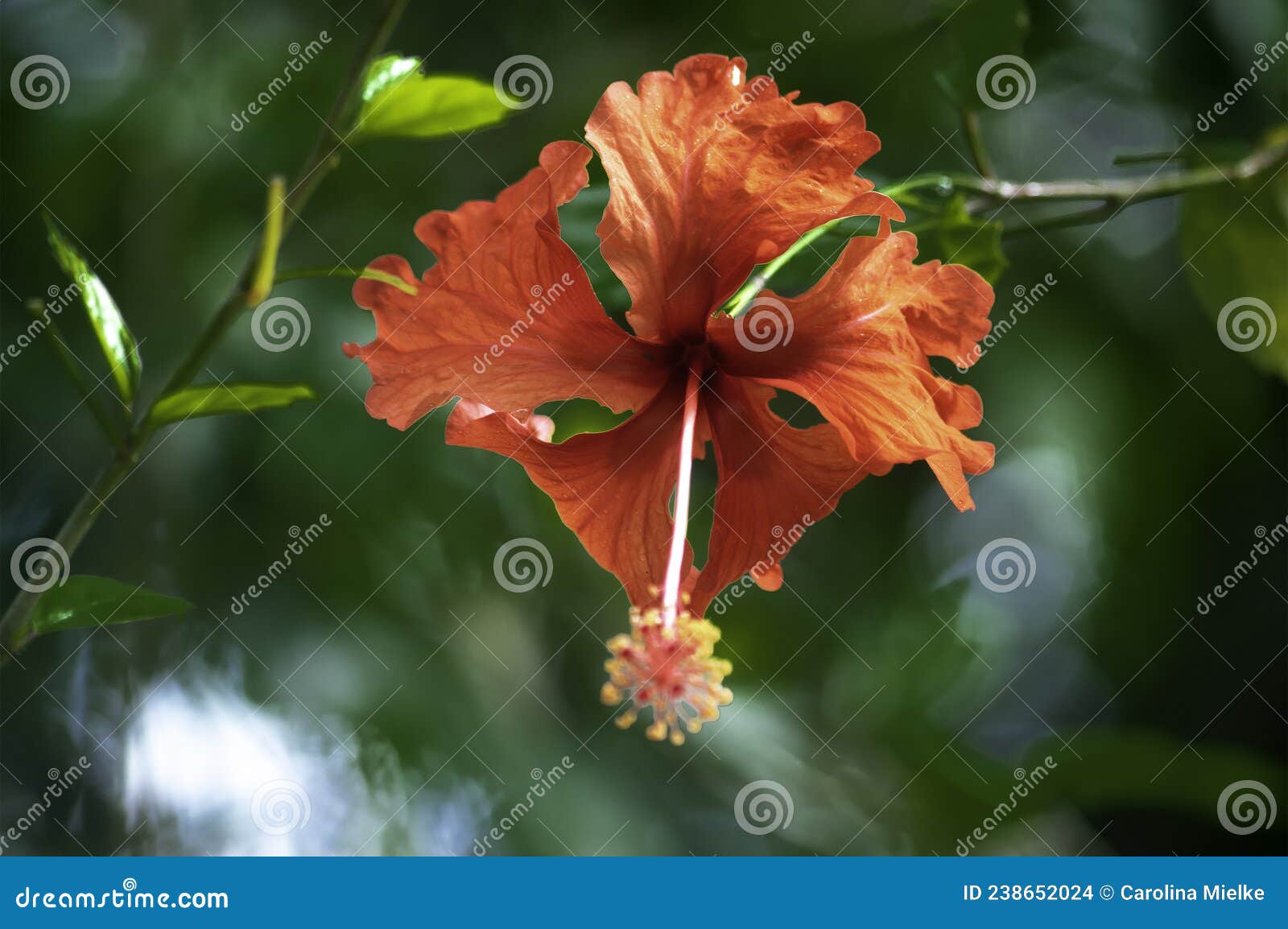 hibiscus rosa-sinensis flower in the jungle