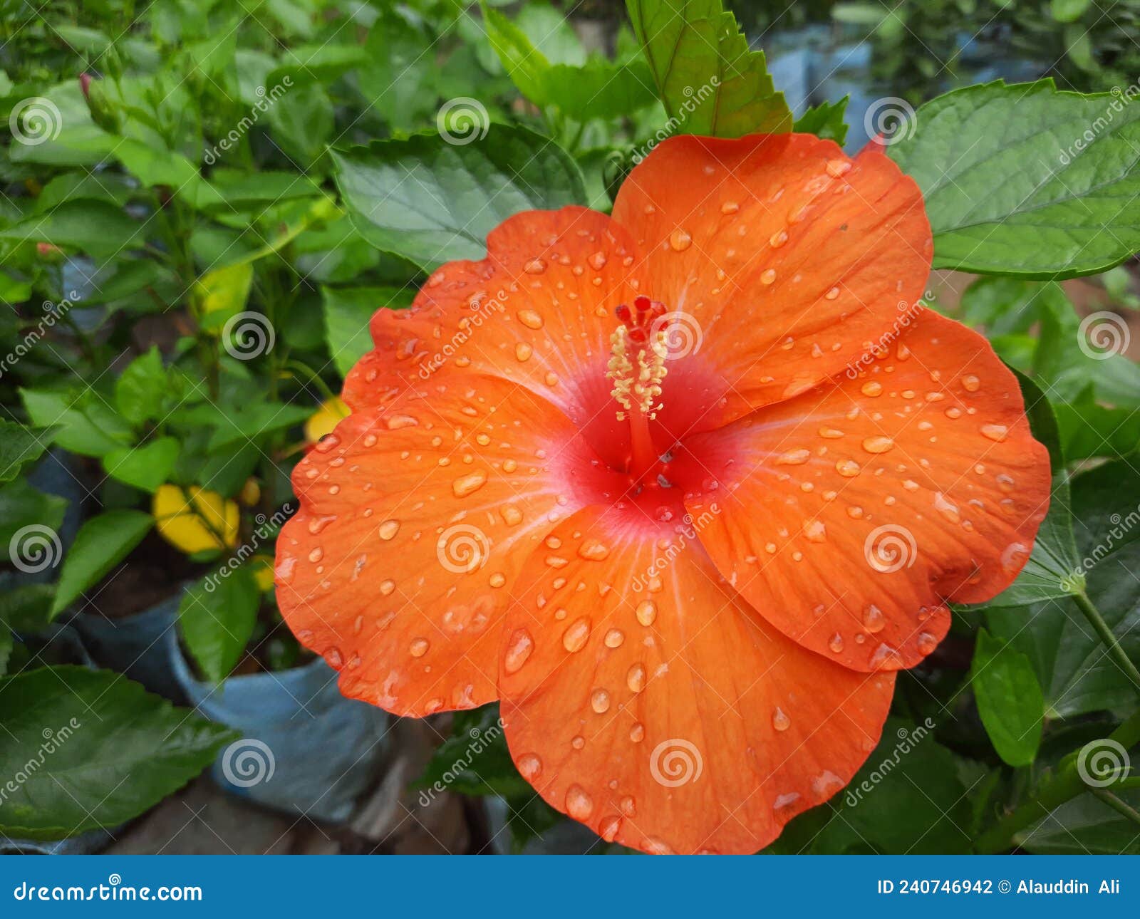 hibiscus rosa-sinensis flower, orange color hibiscus rosa-sinensis flower with dew drop,  dew on rose mallow flower.