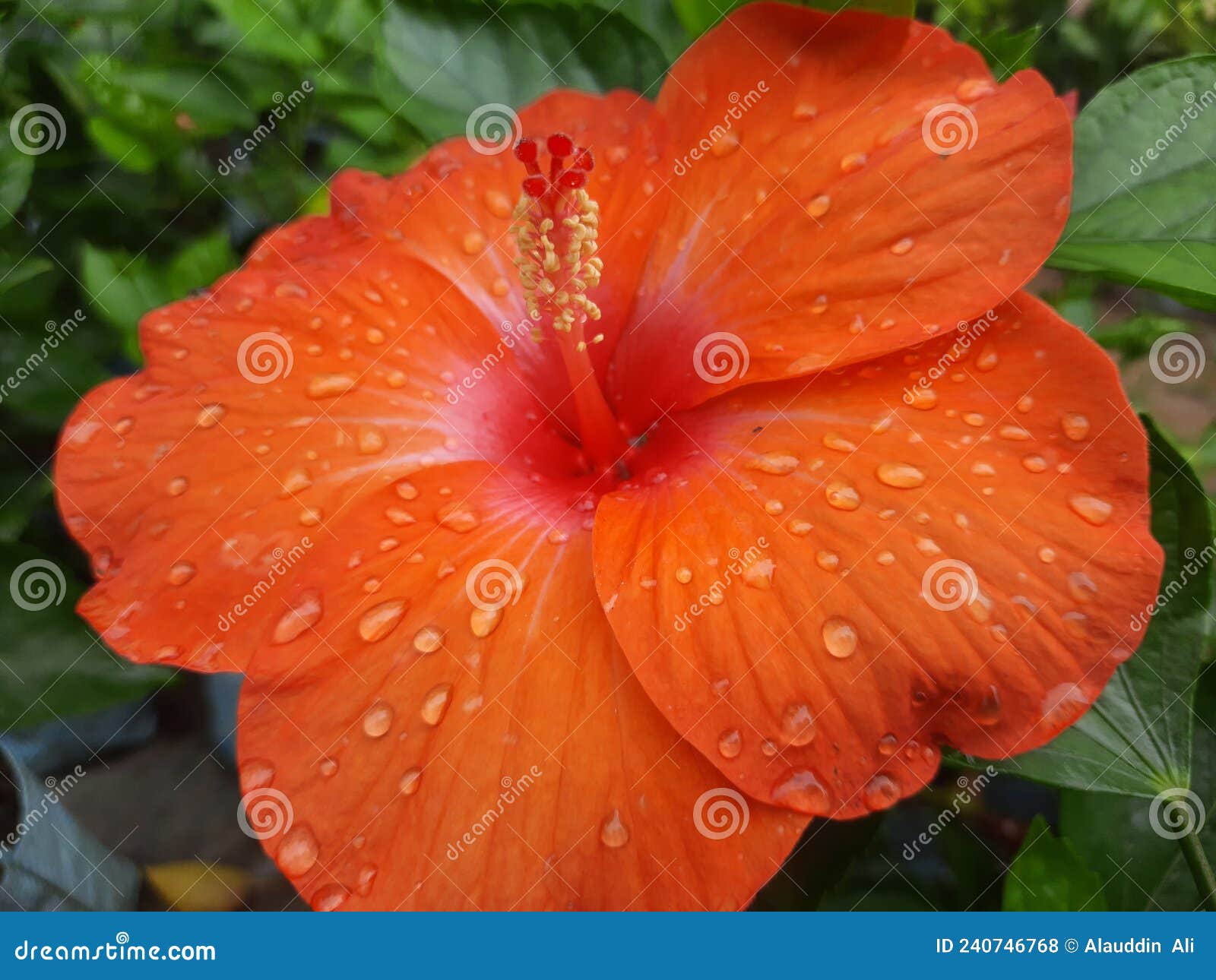 hibiscus rosa-sinensis flower, orange color hibiscus rosa-sinensis flower with dew drop,  dew on rose mallow flower.
