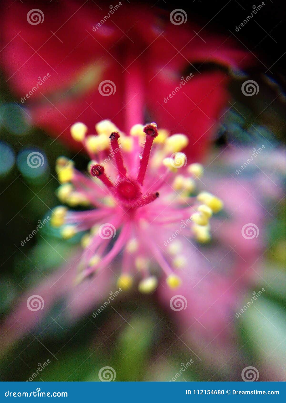 hibiscus rosa-sinensis. landscape. selva de perÃÂº