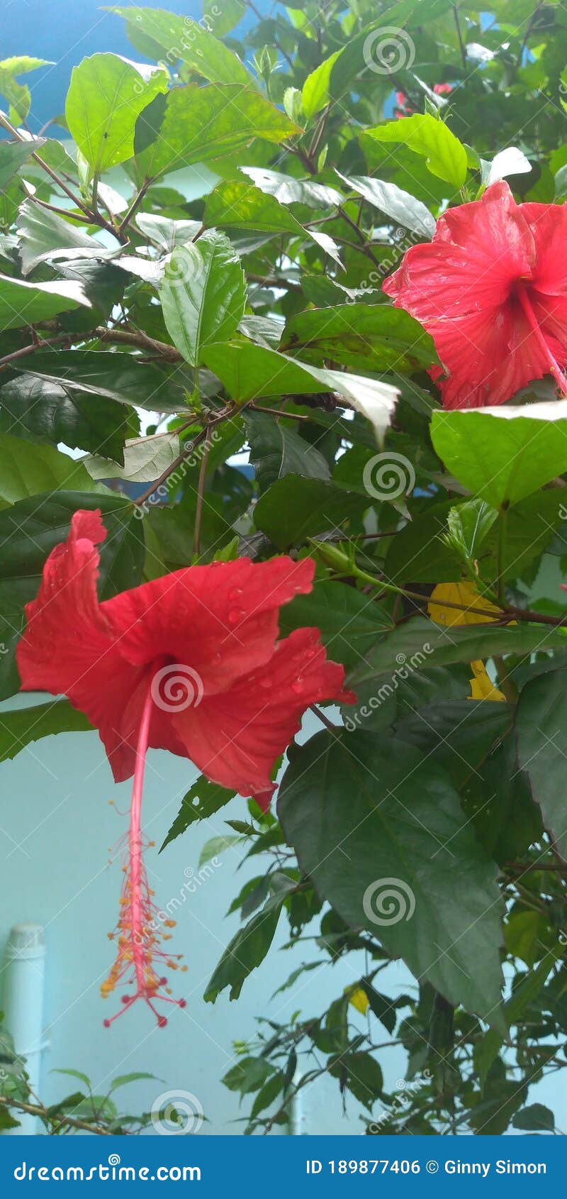 hibiscus rosa sinesis is a common flowers red in color