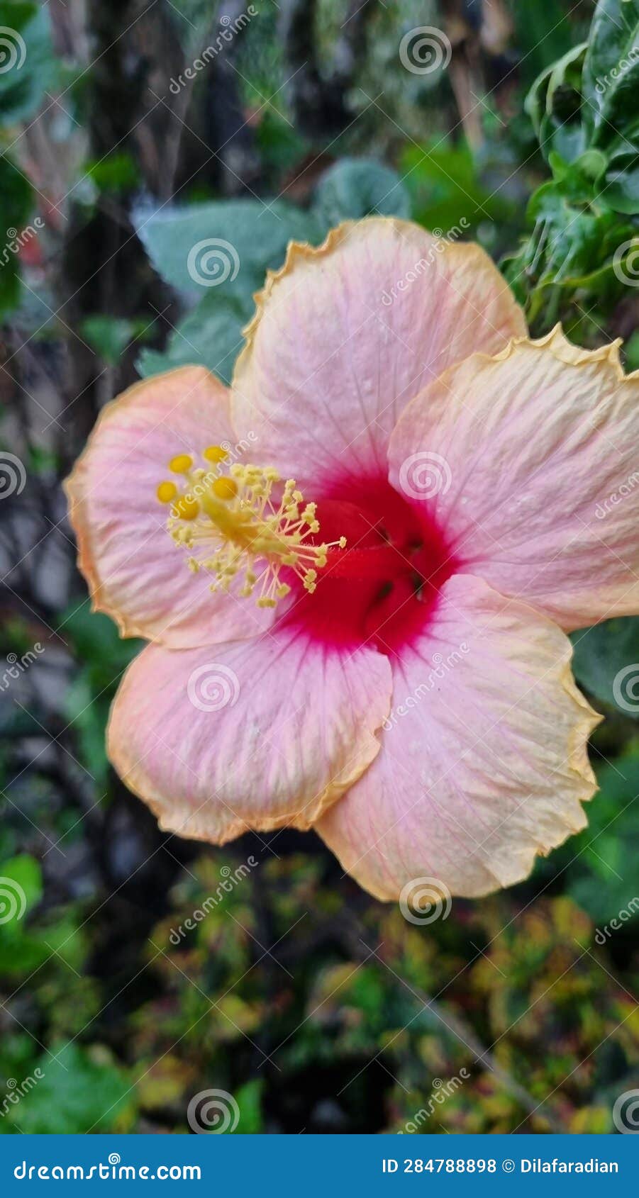 hibiscus rosa sinesis with pink color, beautiful and rare