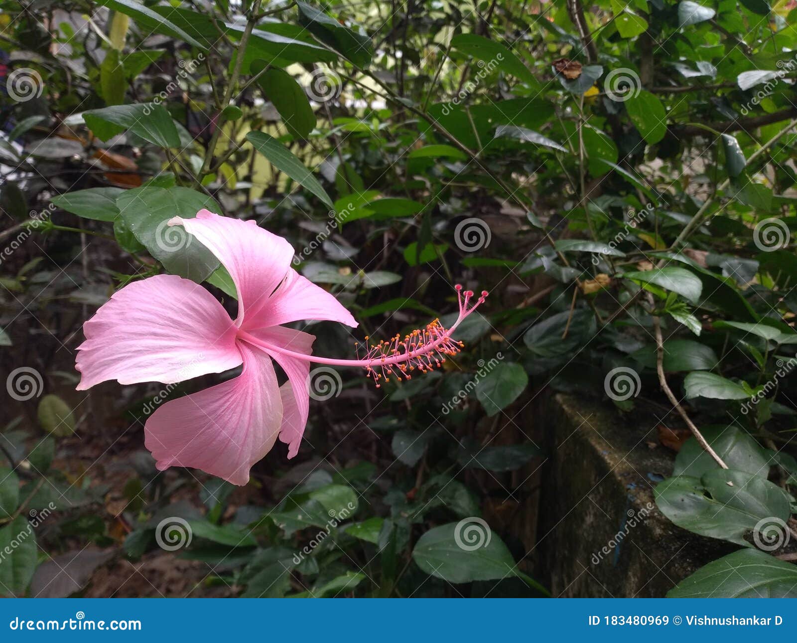 hibiscus rosa sinesis. pink color hibiscus flower.