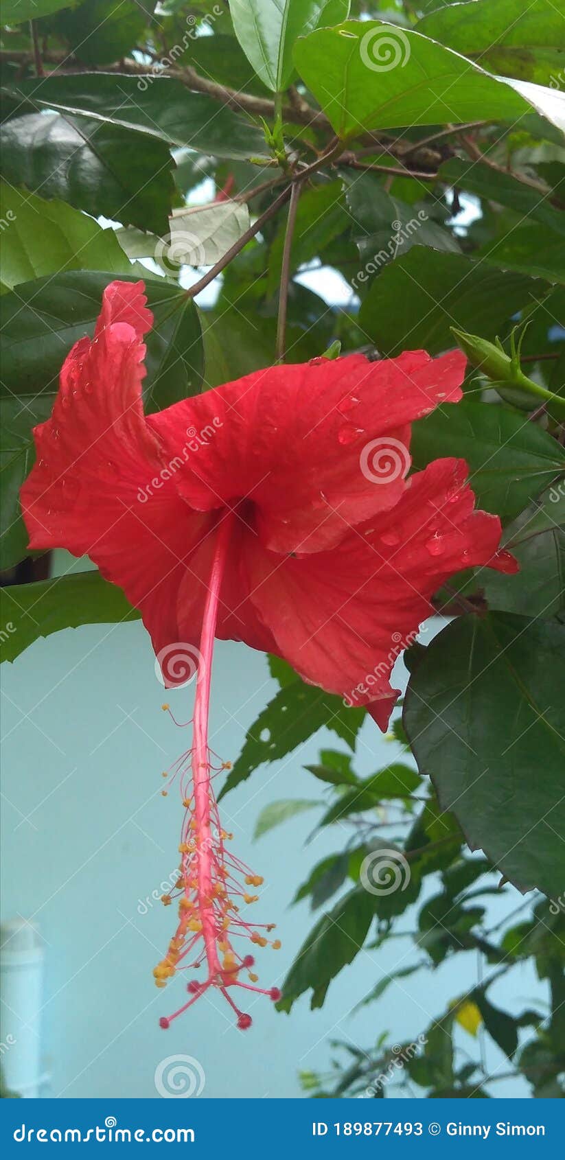 hibiscus rosa sinesis red in color is a common flower