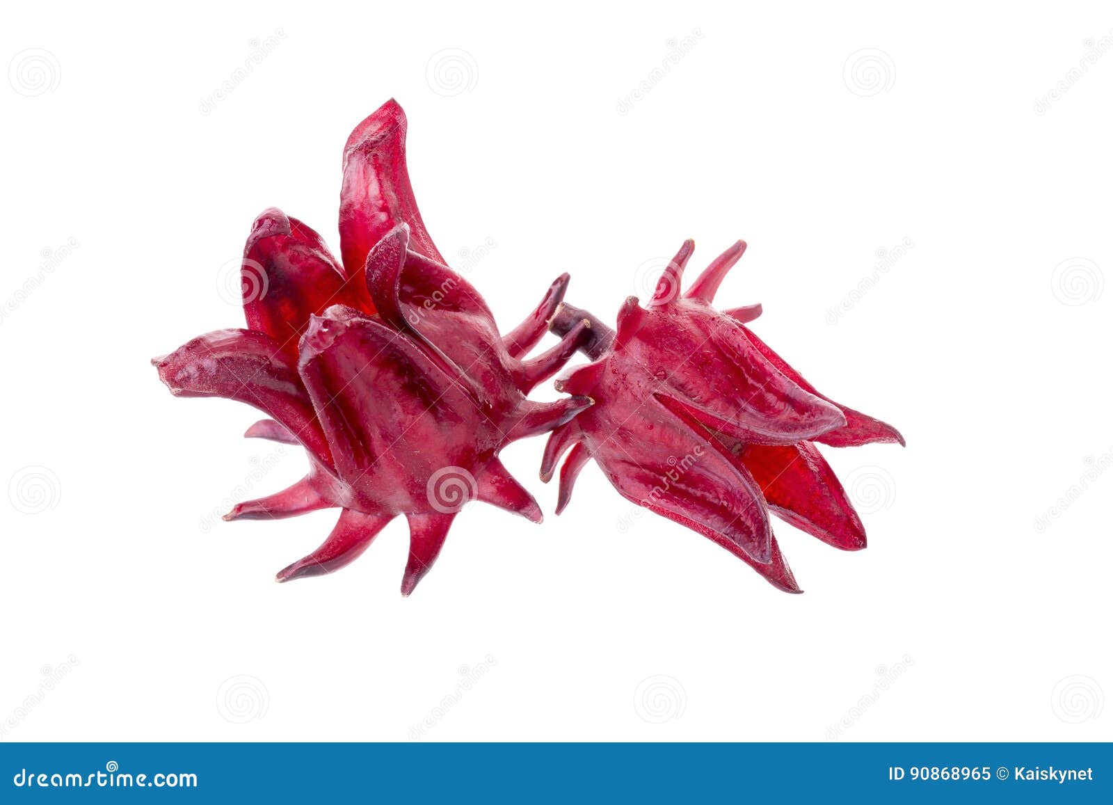 Hibiscus Roselle κόκκινο λουλούδι φρούτων sabdariffa στο άσπρο υπόβαθρο